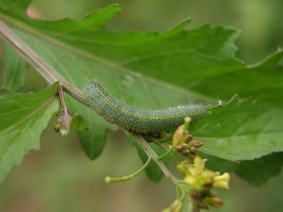 냉이 먹는 대만나비 애벌레 (사진 이강운 대기자)/뉴스펭귄