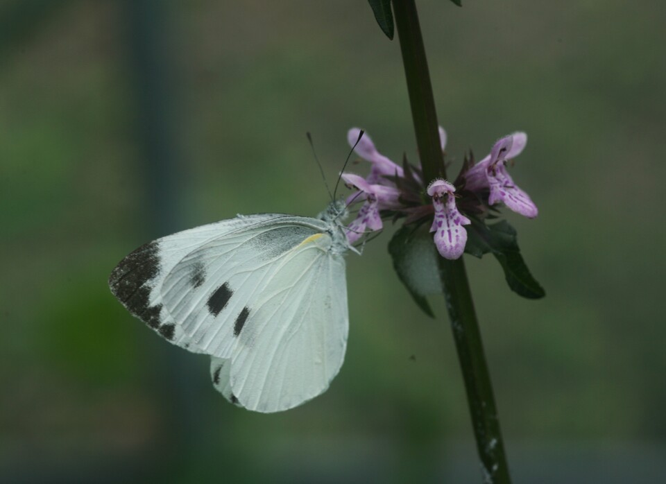 대만나비 (사진 이강운 대기자)/뉴스펭귄