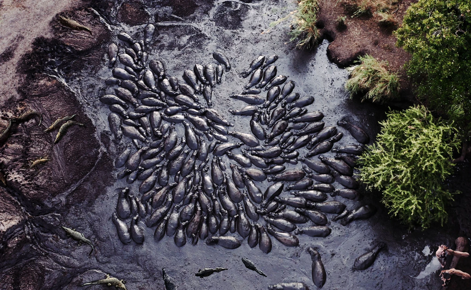 (사진 PBS 자연 다큐멘터리 촬영감독 Owen Prümm)/뉴스펭귄