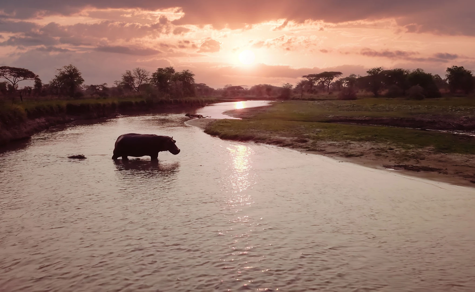 100년 만의 극심한 가뭄을 겪는 아프리카 탄자니아 카타비국립공원의 하마. (사진 PBS 자연 다큐멘터리 촬영감독 Owen Prümm)/뉴스펭귄
