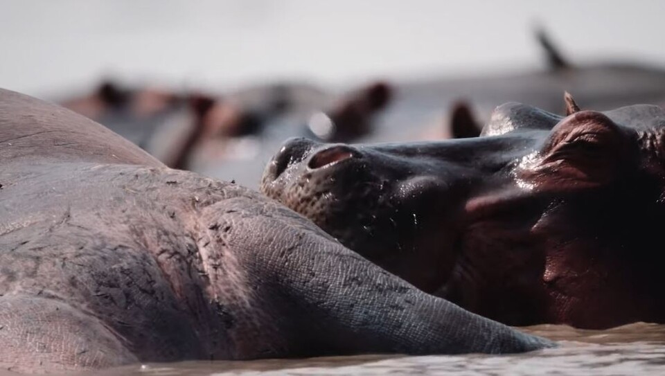 죽은 하마의 몸을 부드럽게 어루만지는 하마들. (사진 Nature on PBS 유튜브)/뉴스펭귄