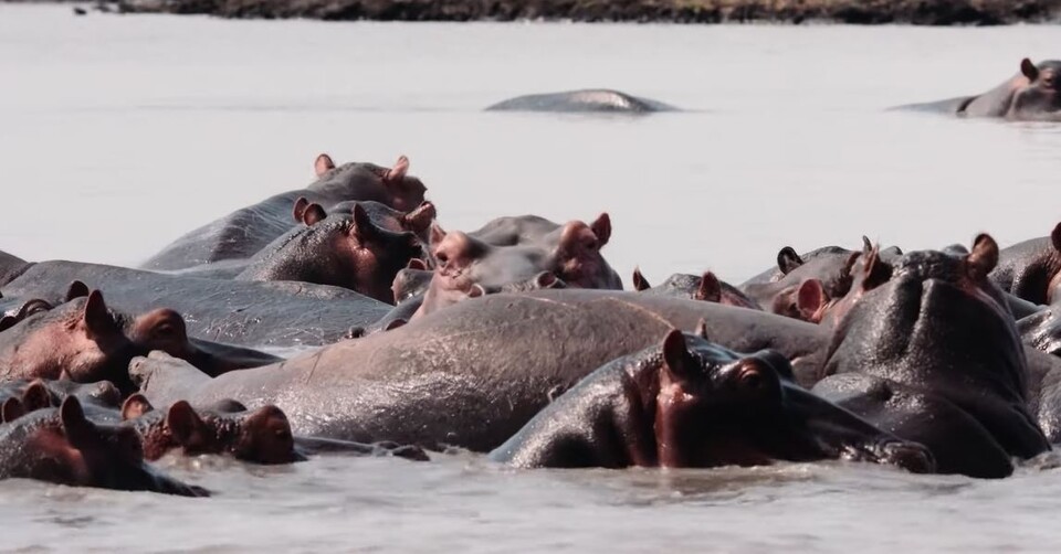 가뭄으로 세상을 떠난 최고령 하마 곁에 하마들이 모여 몸을 어루만지는 모습. (사진 Nature on PBS 유튜브)/뉴스펭귄