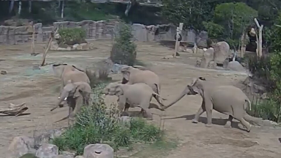 (사진 San Diego Zoo Wildlife Alliance 'X' 캡처)/뉴스펭귄