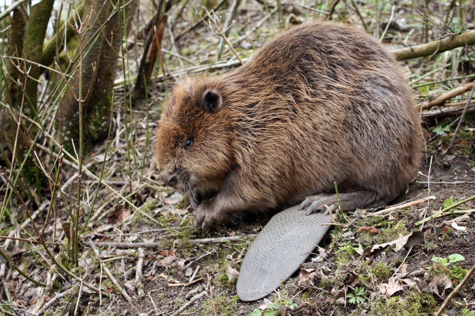 비버의 항문 근처 선낭에서는 향긋한 바닐라 향이 나는 캐스토레움이라는 물질이 나오는데 해리향이라고도 부른다. (사진 클립아트코리아)/뉴스펭귄
