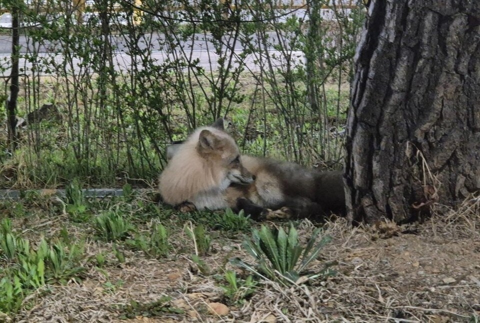 (사진 고양신문)/뉴스펭귄