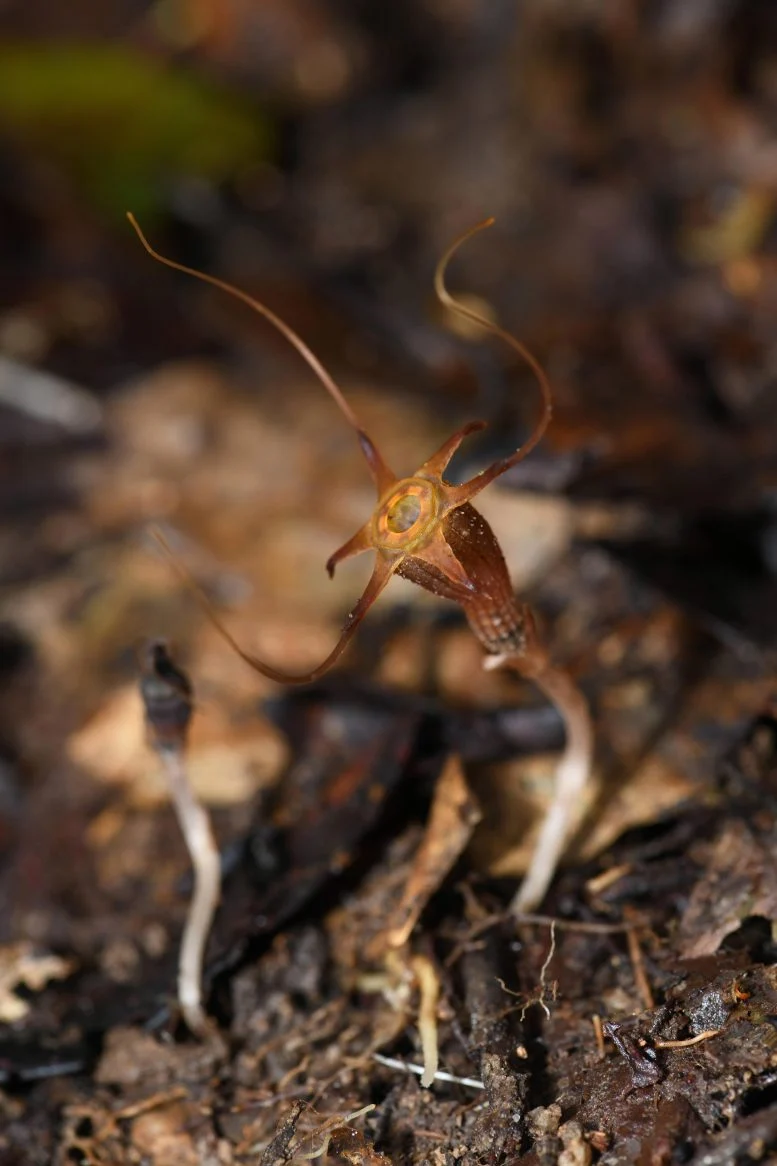 디스미아 알리아시아이. (사진 Siti-Munirah MY, Mohamad Alias S)/뉴스펭귄