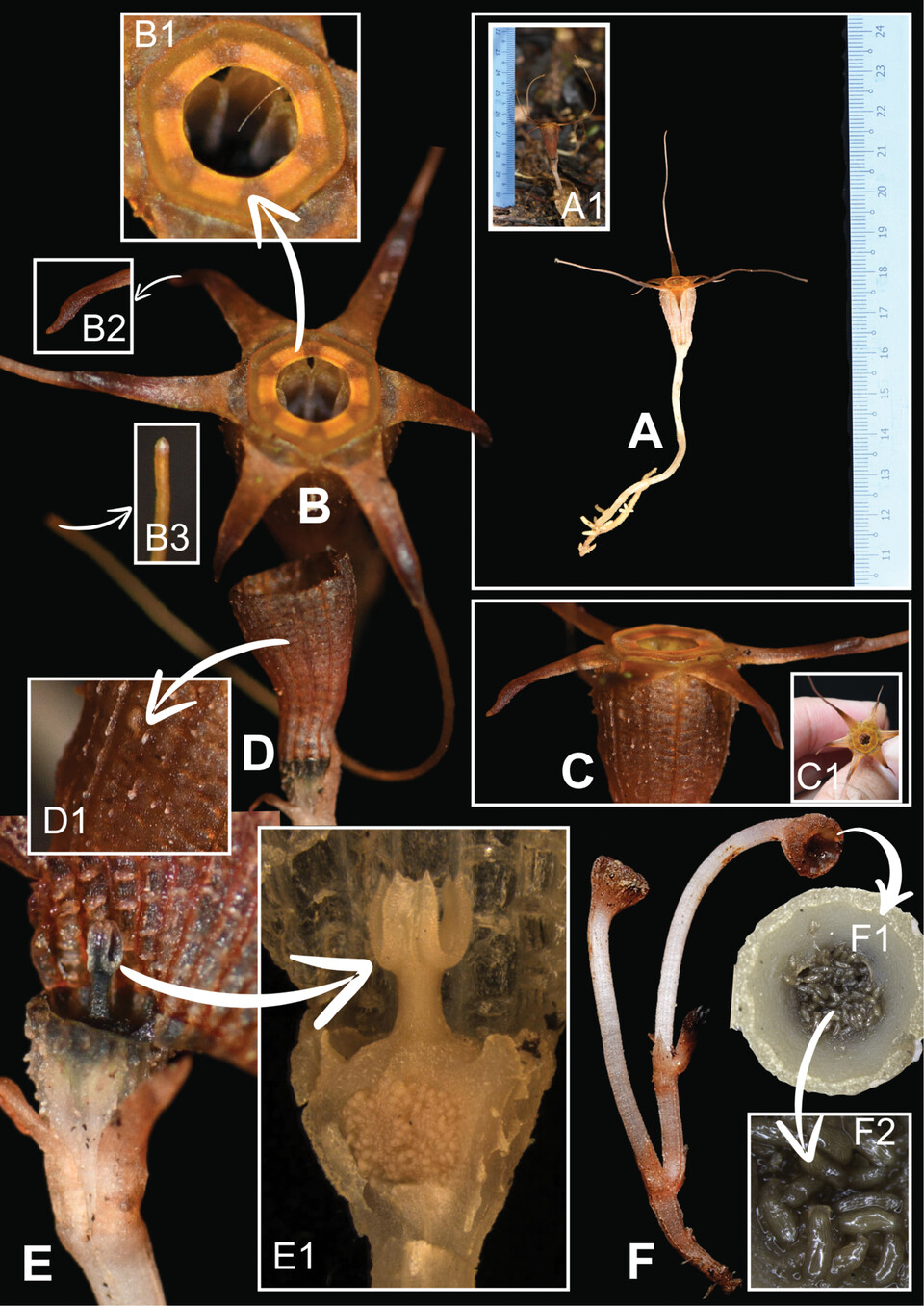 디스미아 알리아시아는 광합성을 하지 않고 뿌리 주변의 균류와 공생하며 영양분을 얻는 균류기생 식물이다. 땅 위에 잎도 줄기도 드러내지 않다가 극히 짧은 개화기에만 지표면 위로 모습을 드러낸다. (사진 PhytoKeys - Thismia aliasii (Thismiaceae), a new species from Terengganu, Peninsular Malaysia)/뉴스펭귄