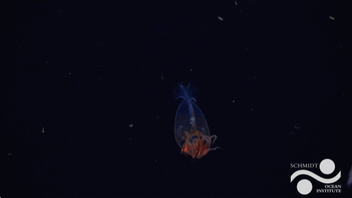 (영상 슈미트해양연구소 제공)/뉴스펭귄