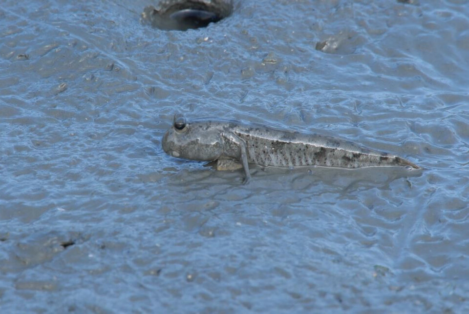 말뚝망둥어. (사진 국립생물자원관)/뉴스펭귄