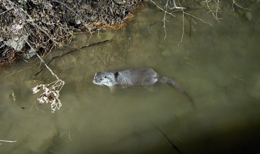 수달은 위협을 느끼면 물 속으로 숨는 경향이 있으니 반갑더라도 조용히 자리를 비켜주는 게 좋다. (사진 기장군 제공, 본지 DB)/뉴스펭귄