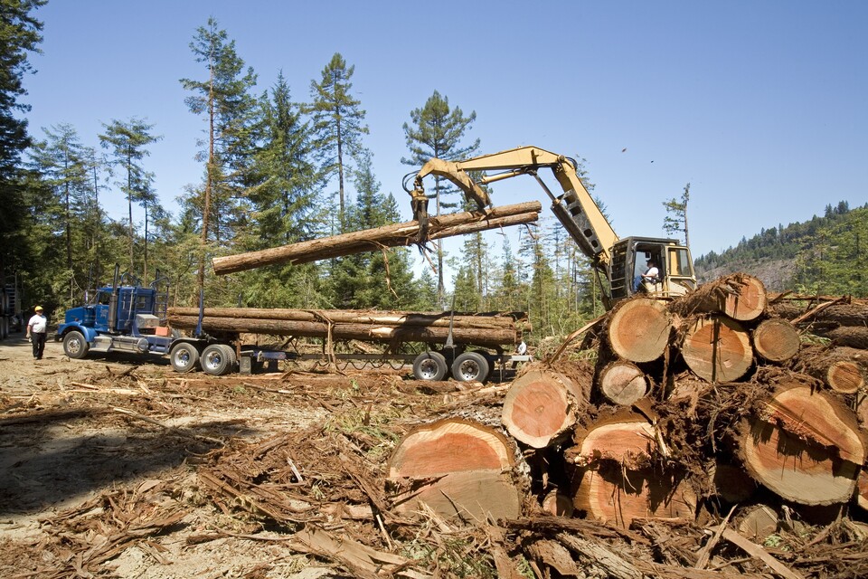 트럼프 행정부가 멸종위기종법상 '해악'의 정의를 '동식물을 고의로 죽이거나 해치는 행위'로 한정하는 규정을 발표했다. (사진 클립아트코리아)/뉴스펭귄
