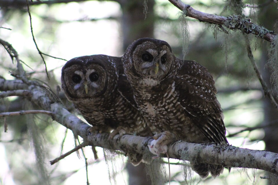 미국 대법원은 1995년 벌목 회사들이 멸종위기종인 점박이올빼미의 서식지인 숲을 벌목하려 할 때, 정부가 올빼미들을 보호하기 위해 서식지 파괴를 금지할 수 있다고 판결했다. (사진 wikimedia commons)/뉴스펭귄