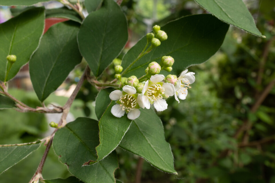 환경부 지정 멸종위기 야생생물 Ⅱ급 ‘섬개야광나무’. (사진 국립생태원)/뉴스펭귄