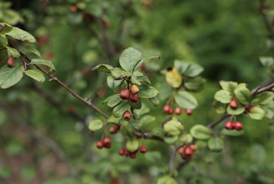 타원형에 짙은 붉은 색으로 익는 섬개야광나무의 열매. (사진 국립생태원)/뉴스펭귄