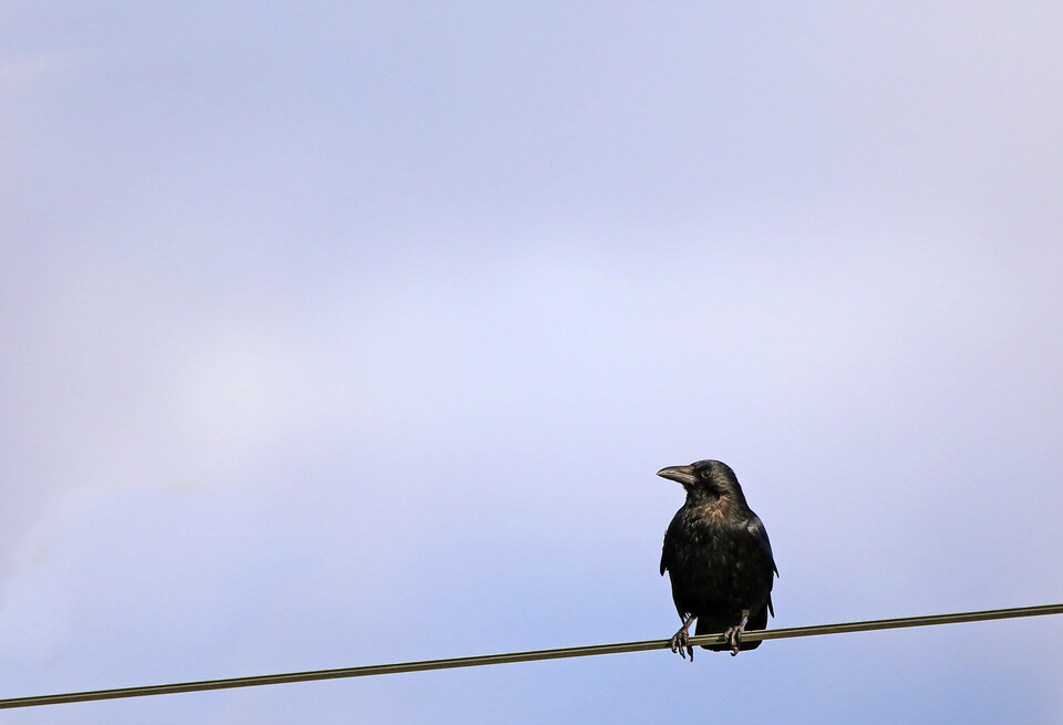 최근 독일 튀빙겐대학교 연구팀이 까마귀가 도형 속의 기하학적 규칙성을 인식할 수 있다는 사실을 밝혀냈다. (사진 클립아트코리아)/뉴스펭귄