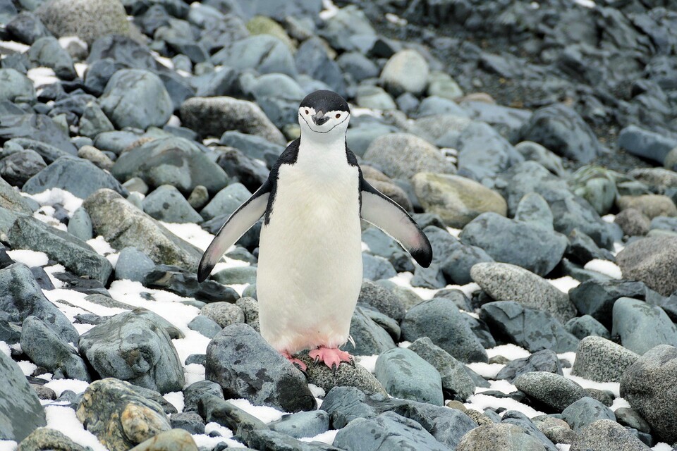 기사 내용과 무관한 턱끈펭귄 사진 (사진 Pixabay)/뉴스펭귄