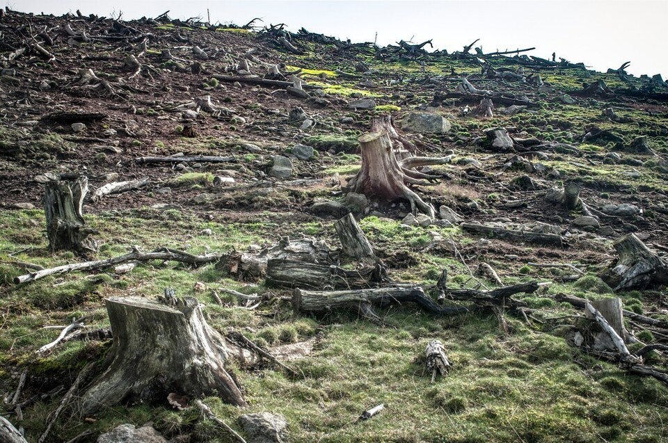  1970년대 초 인도에서는 경제적 이익을 얻기 위해 나무를 베려는 기업과 인도 정부에 대한 대응책으로 칩코 운동이 확대됐다. 사진은 이해를 돕기 위한 이미지. (사진 클립아트코리아)/뉴스펭귄