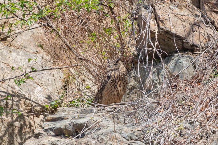 수리부엉이 (사진 홍승민 대표 제공)/뉴스펭귄