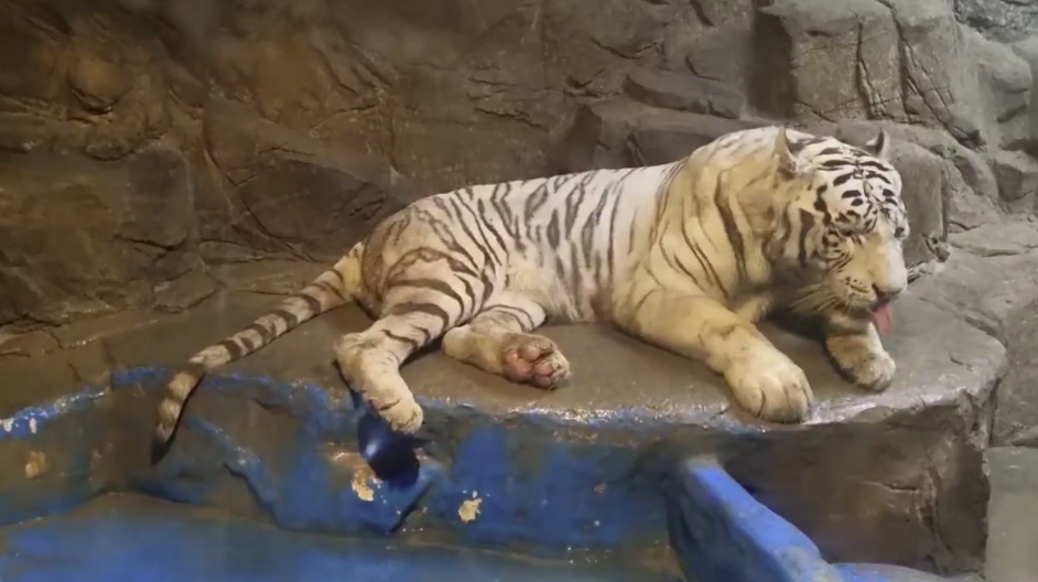 부경동물원 백호. (사진 동물학대방지협회 제공)/뉴스펭귄