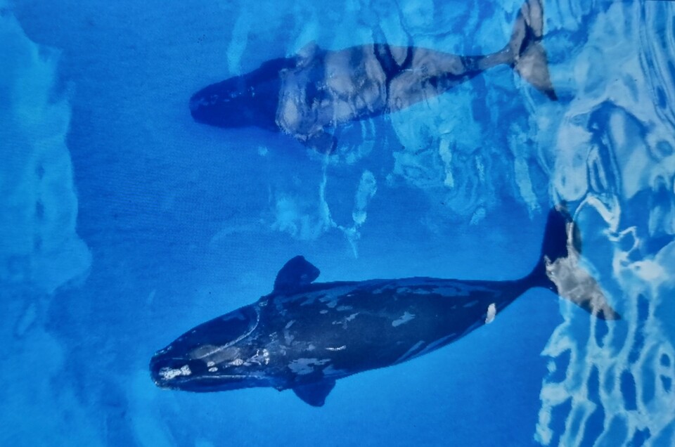 북대서양긴수염고래 두 마리가 바하마 해역에서 처음으로 목격됐다. (사진 JERO PRIETO, PELAGIC LIFE)/뉴스펭귄