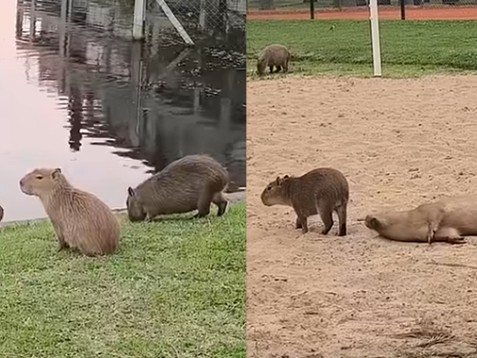 노르델타에서는 카피바라에게 불임 백신을 접종하고 있다. (사진 뉴욕타임스 공식 유튜브 영상 캡처)/뉴스펭귄