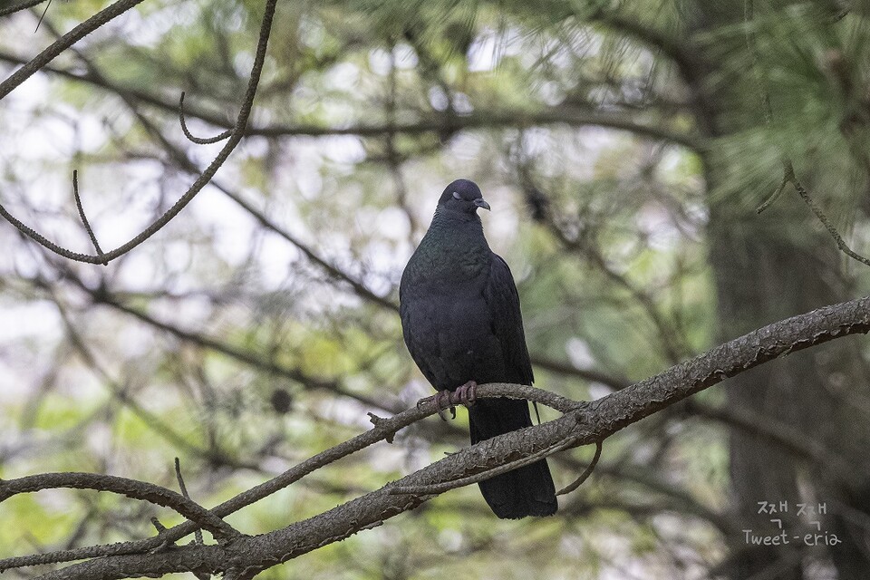 눈 감은 흑비둘기. (사진 짹짹휴게소 홍승민 대표 제공)/뉴스펭귄