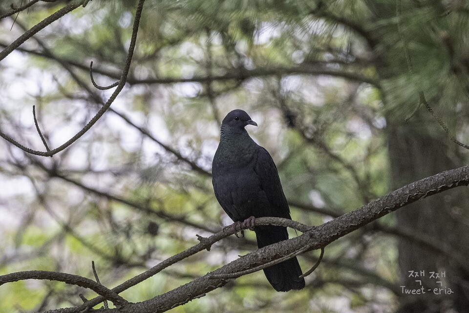 울산 해안 숲에서 멸종위기 야생생물 Ⅱ급이자 천연기념물인 흑비둘기가 관찰됐다. (사진 짹짹휴게소 홍승민 대표 제공)/뉴스펭귄