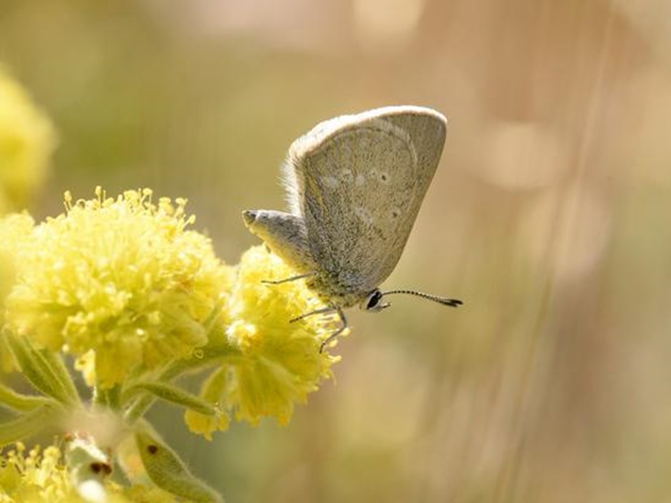 캐나다 앨버타주의 국립공원에서 4만년 동안 고립된 신종 나비가 발견됐다. (사진 MacDonald et al.)/뉴스펭귄