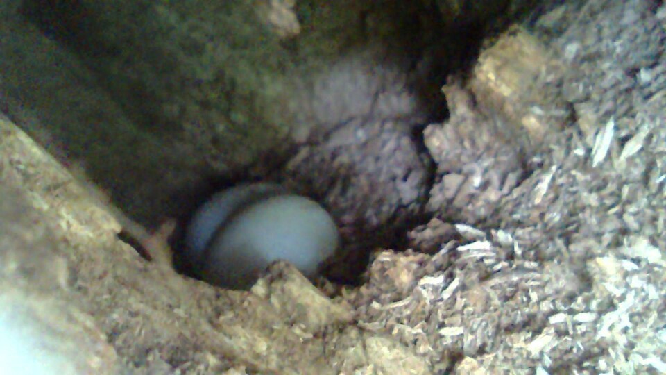 지난 주말 야생에 방사된 괌물총새가 낳은 알이 발견됐다. 1980년대 괌에서 괌물총새가 사라진 이후 40여년 만에 처음 확인된 야생 번식이다. (사진 TNC_ZSL 제공)/뉴스펭귄