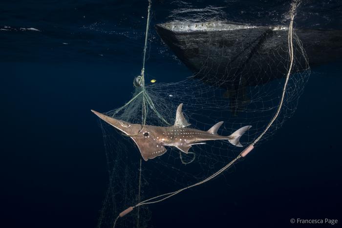 혼획으로 사망하는 수구리. (사진 Francesca Page)/뉴스펭귄
