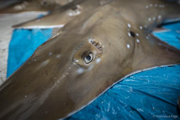 혼획된 수구리. 수구리과에 속하는 가오리 대부분은 세계자연보전연맹 적색목록에 등재된 멸종위기종이다. (사진 Francesca Page)/뉴스펭귄