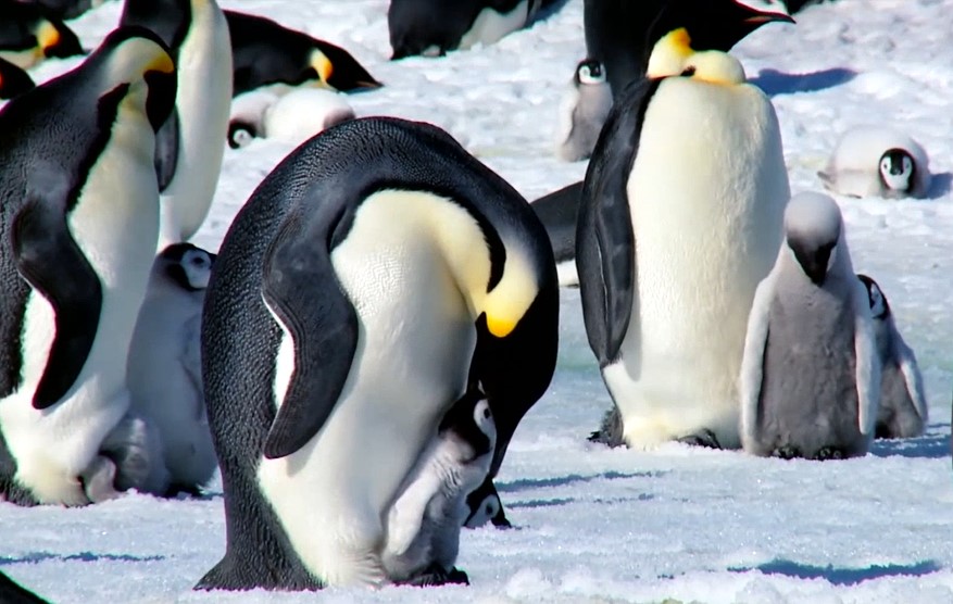 남극에서 어미의 입으로 먹이를 받아 먹고 있는 새끼 황제펭귄 영상 갈무리 (사진 세계자연기금, ©Shutterstock, svetoolya)/뉴스펭귄
