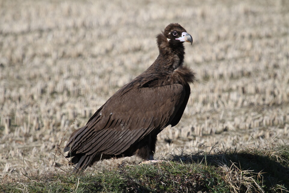 독수리. (사진 국립생태원)/뉴스펭귄