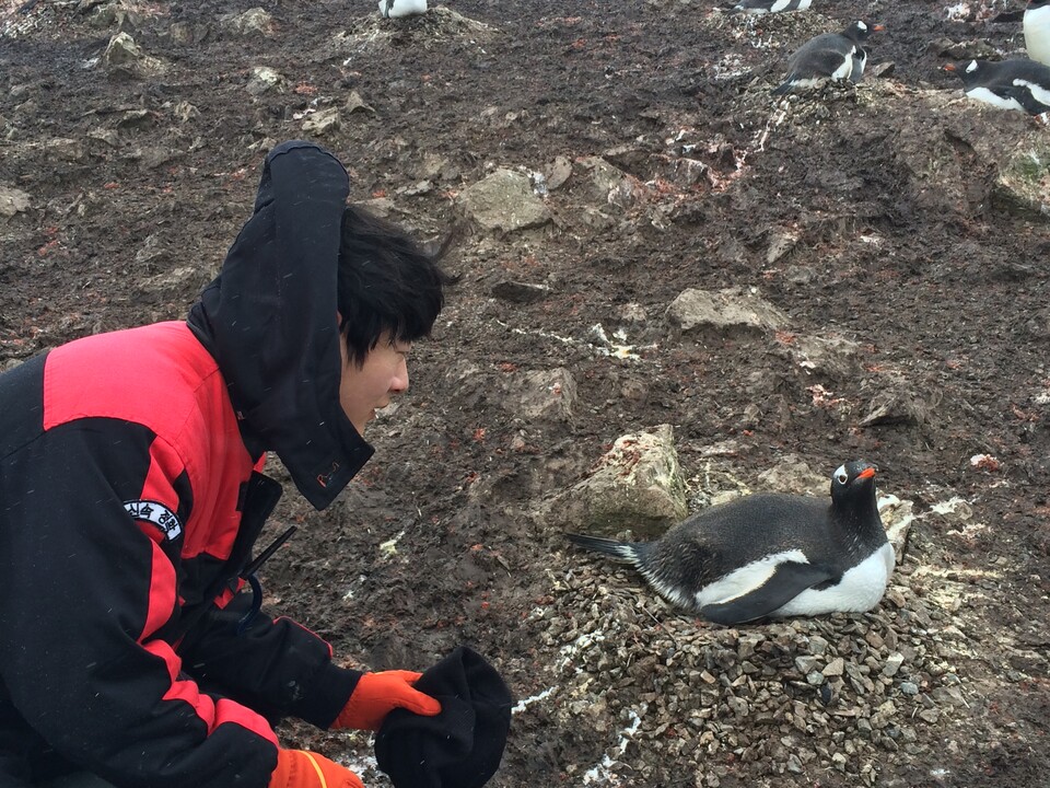 젠투펭귄을 포획하기 위해 다가가는 이원영 박사. (사진 이원영 박사 제공)/뉴스펭귄