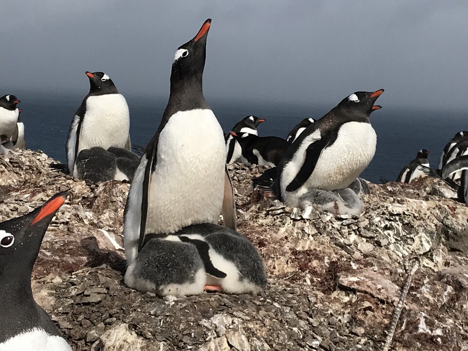 부모펭귄 세종이가 여름이와 겨울이를 품고 있다. (사진 이원영 박사 제공)/뉴스펭귄