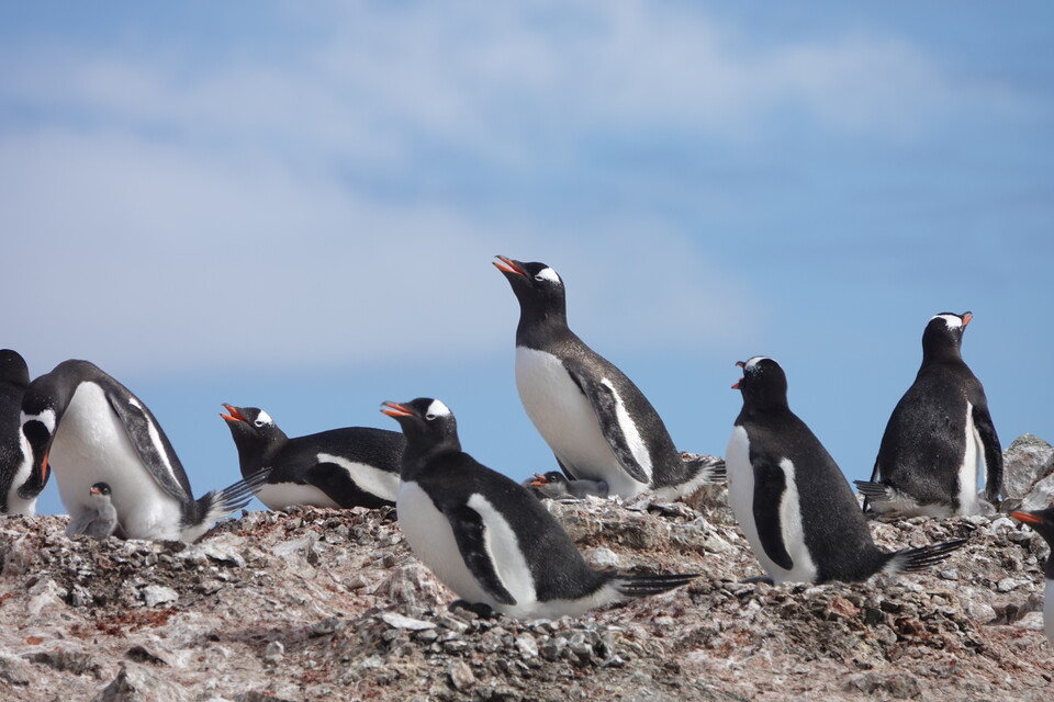 (사진 이원영 박사 제공)/뉴스펭귄
