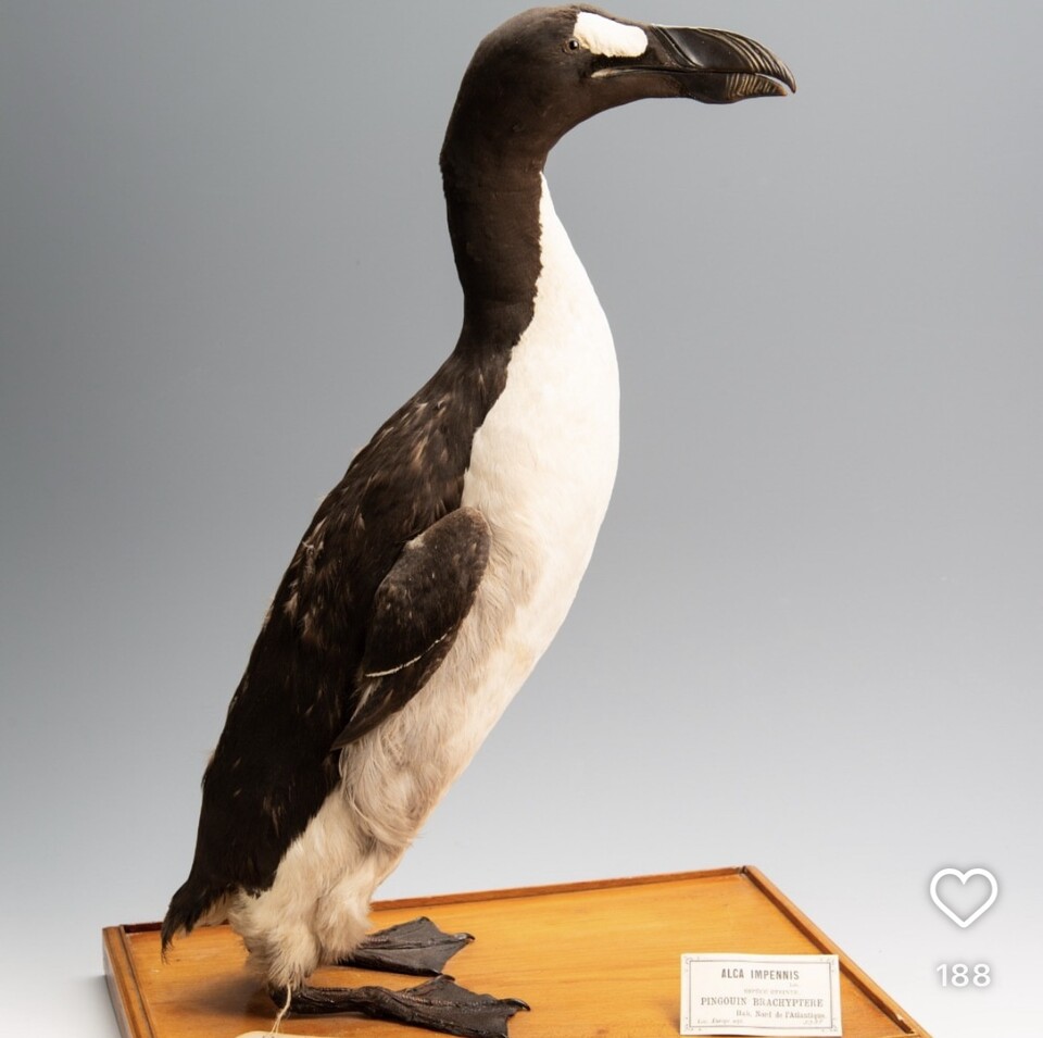 큰바다쇠오리. (사진 벨기에 왕립 자연 과학 연구소 인스타그램)/뉴스펭귄