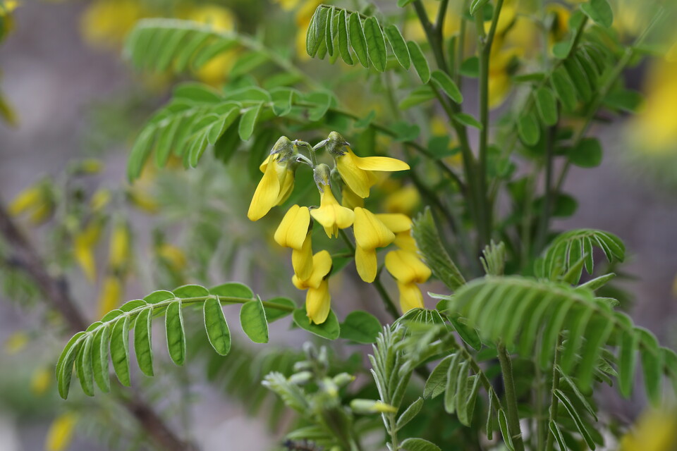 한반도에서만 자생하는 희귀 특산식물 ‘개느삼’. (사진 국립생물자원관)/뉴스펭귄