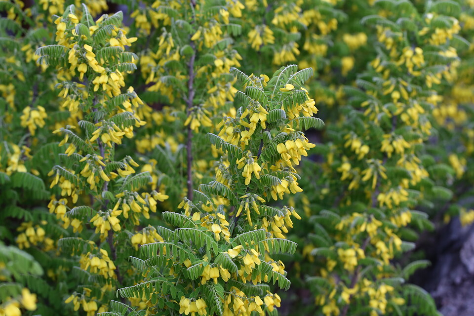 땅속줄기로 번식해 군락을 이루는 개느삼. 덕분에 꽃이 피면 화사함이 배가 된다. (사진 국립생물자원관)/뉴스펭귄