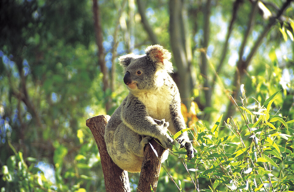 코알라는 산불과 서식지 파괴로 호주 일부 지역에서 멸종위기종이 됐다. (사진 클립아트코리아)/뉴스펭귄.