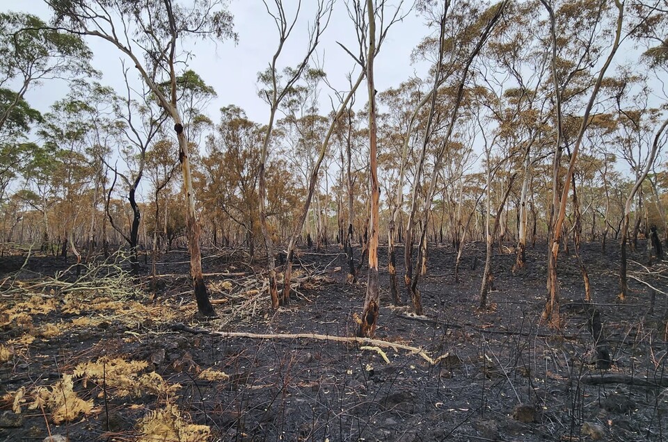 빅토리아주에서 산불을 겪은 코알라 700마리가 헬기에서 사살됐다. (사진 Environment and Climate Action)/뉴스펭귄.