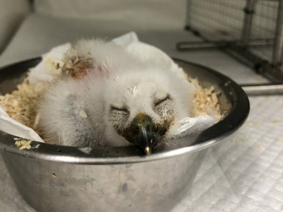 (사진 경기도 동물복지과 제공)/뉴스펭귄