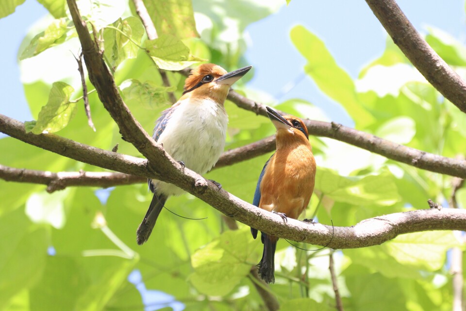 괌의 고유종 괌물총새. (사진 Martin Kastner - TNC_ZSL)/뉴스펭귄