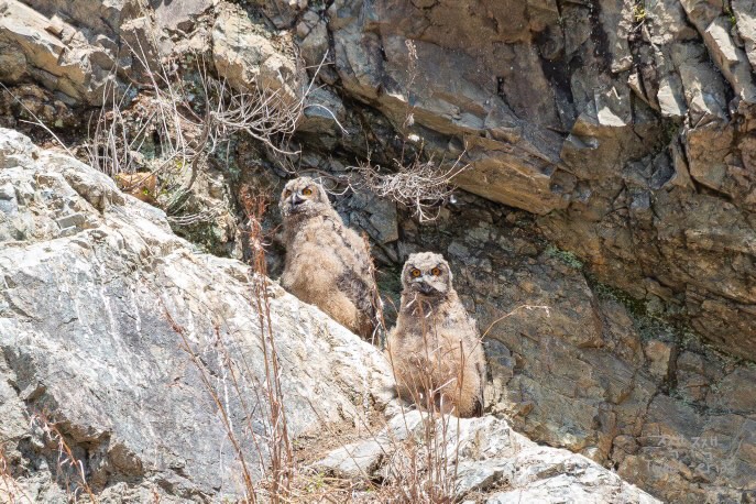 사업예정지와 약 250m 떨어진 거리에서 수리부엉이가 발견됐다. (사진 대양이앤이㈜ 일반폐기물매립시설 설치사업 환경영향평가서 초안 캡처)/뉴스펭귄
