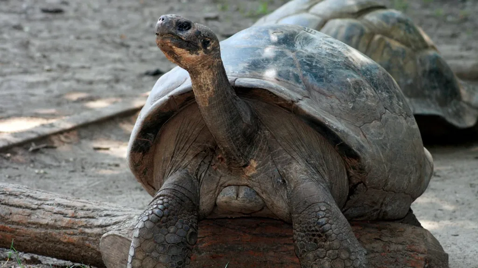 100세에 엄마가 된 서부산타크루스땅거북. (사진 필라델피아 동물원)/뉴스펭귄