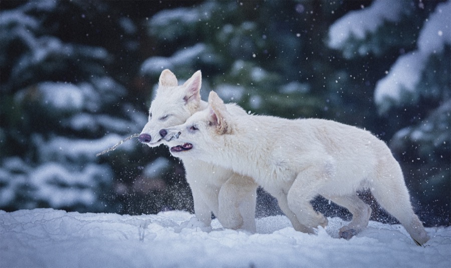 회색늑대의 유전체를 편집해 다이어울프의 특징을 재현한 하이브리드 종. (사진 Colossal biosciences)/뉴스펭귄