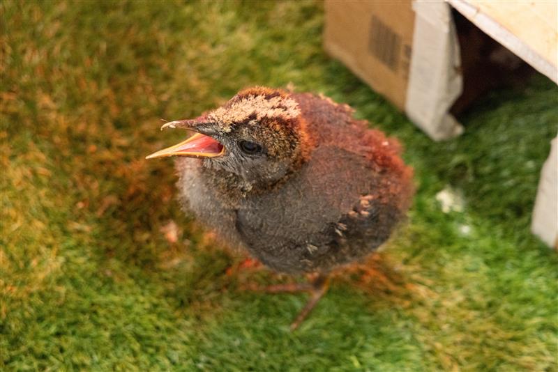 지난 3월 1일 태어난 새끼 카구는 세심한 돌봄을 받으며 독립을 준비 중이다. (사진 Mandai Wildlife Group)/뉴스펭귄