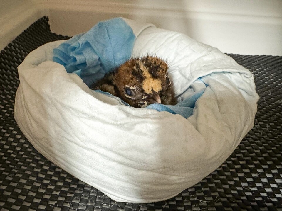 싱가포르 버드 파라다이스에서 지구상에 1000마리도 채 남지 않은 멸종위기 조류 '카구'가 사상 처음으로 인공 부화에 성공했다. (사진 Mandai Wildlife Group)/뉴스펭귄