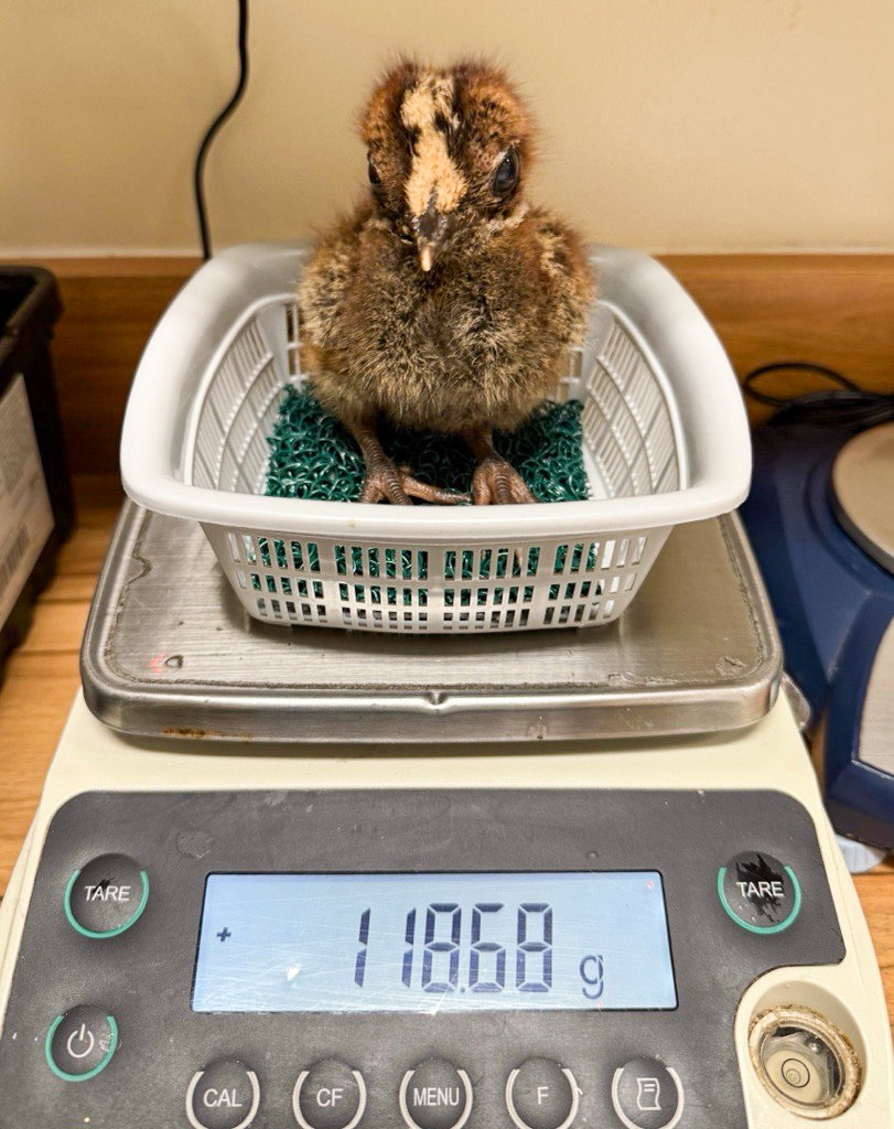 태어났을 당시 36g에 불과했던 새끼 카구는 두 달이 지난 지금 성조의 평균 체중인 1kg에 가까워질 만큼 자랐다. (사진 Mandai Wildlife Group)/뉴스펭귄