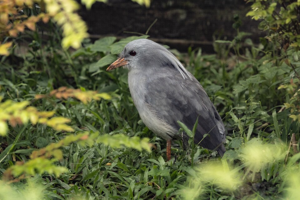 카구는 뉴칼레도니아의 울창한 숲에 서식하는 멸종위기 조류다. (사진 Mandai Wildlife Group)/뉴스펭귄